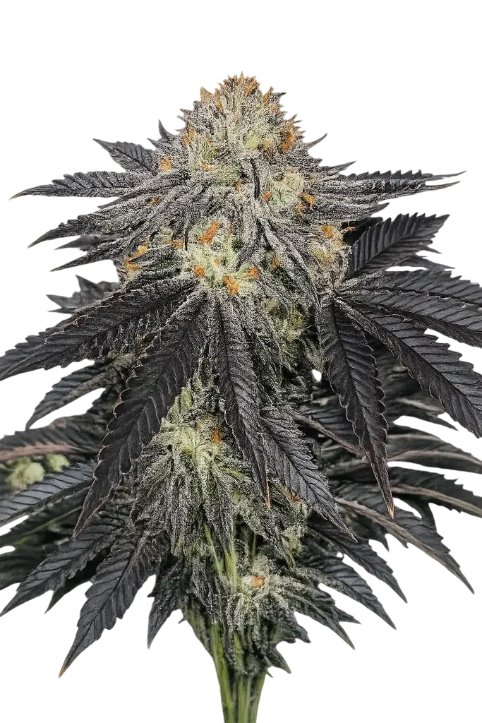 Purple Chem | PHOTOFEM | Cali Connection