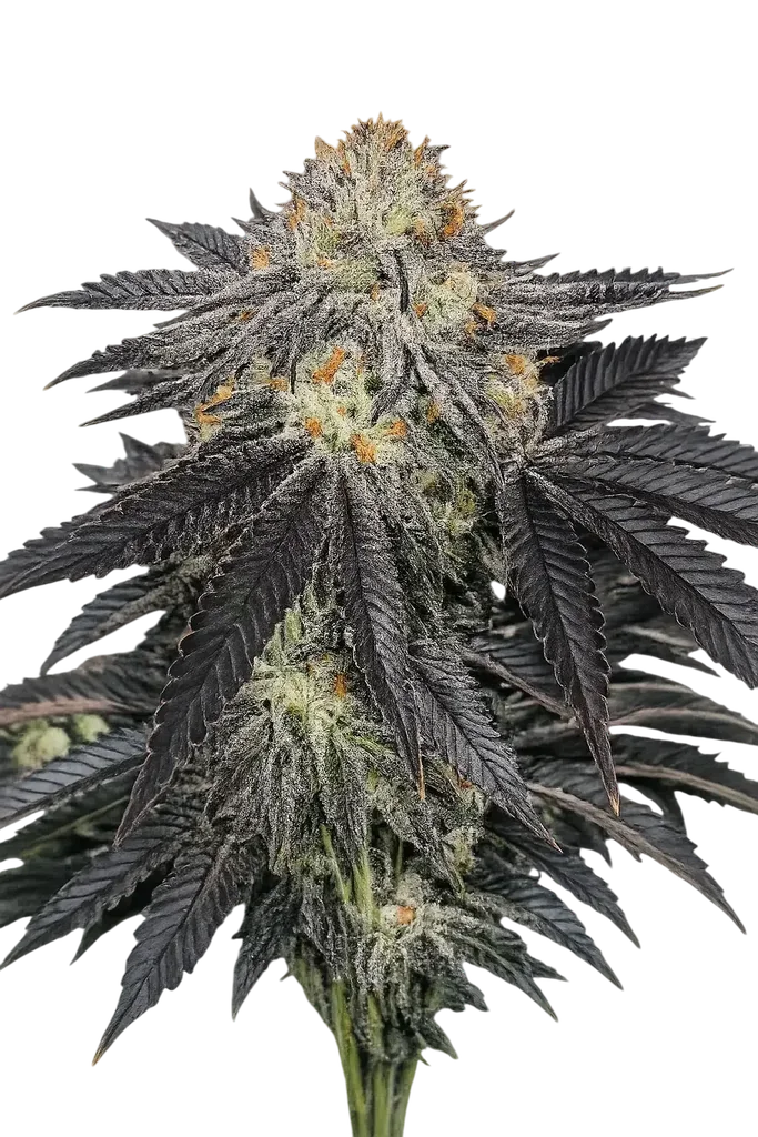 Purple Chem | PHOTOFEM | Cali Connection