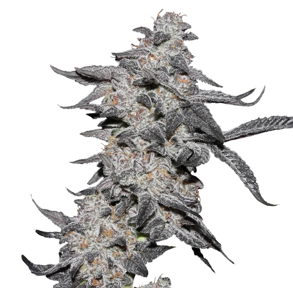 Purple Cherry Popper | PHOTOFEM | Elev8 Seeds