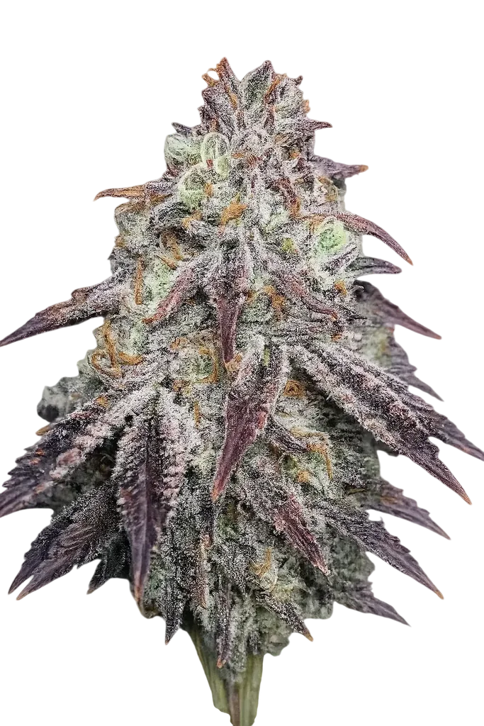 Purple Diesel | PHOTOFEM | Cali Connection