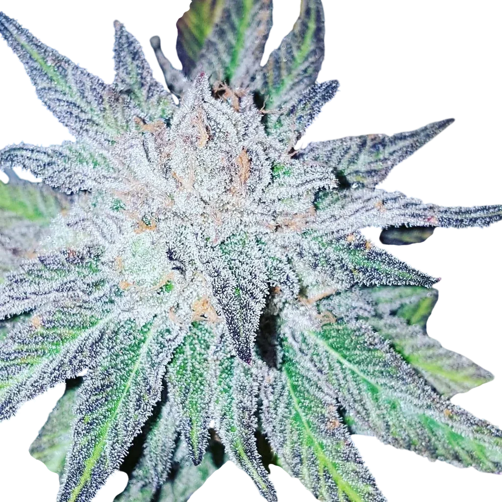 Purple Dream | PHOTOREG | Grand Daddy Genetics