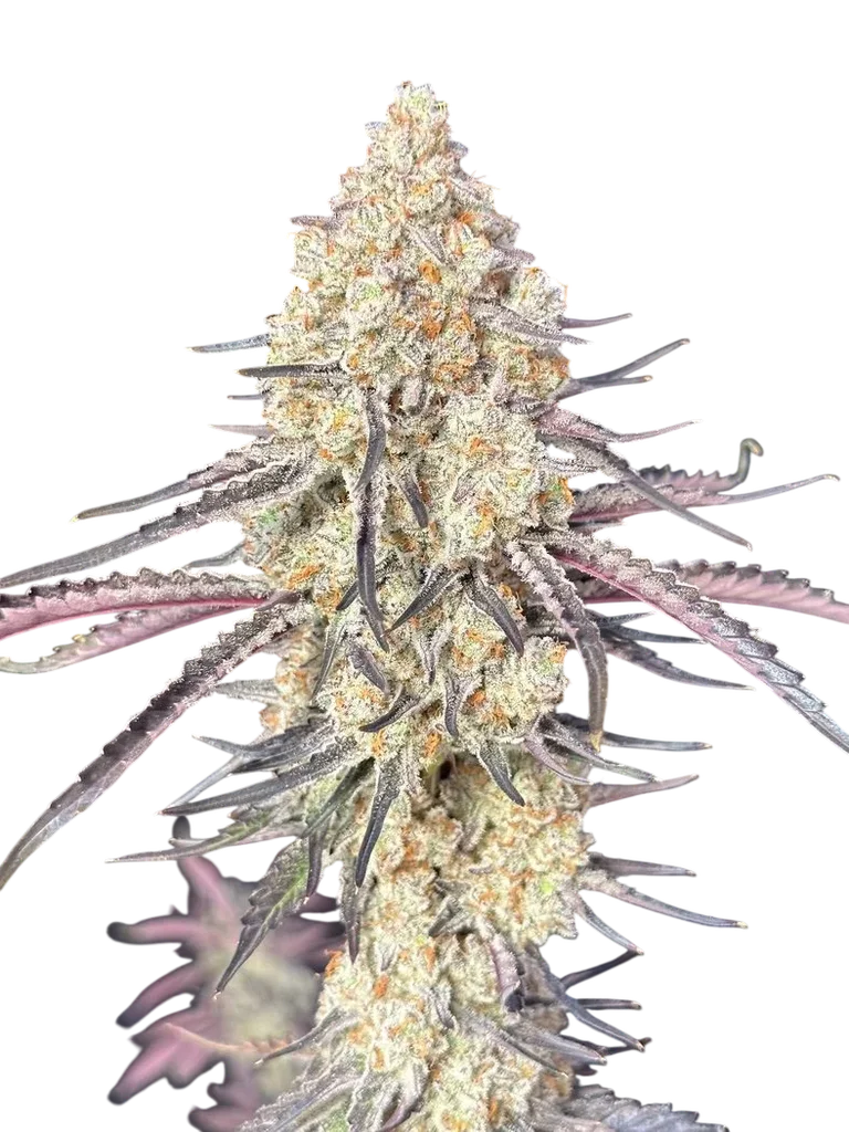 Purple Magnolia | PHOTOFEM | Lovin In Her Eyes