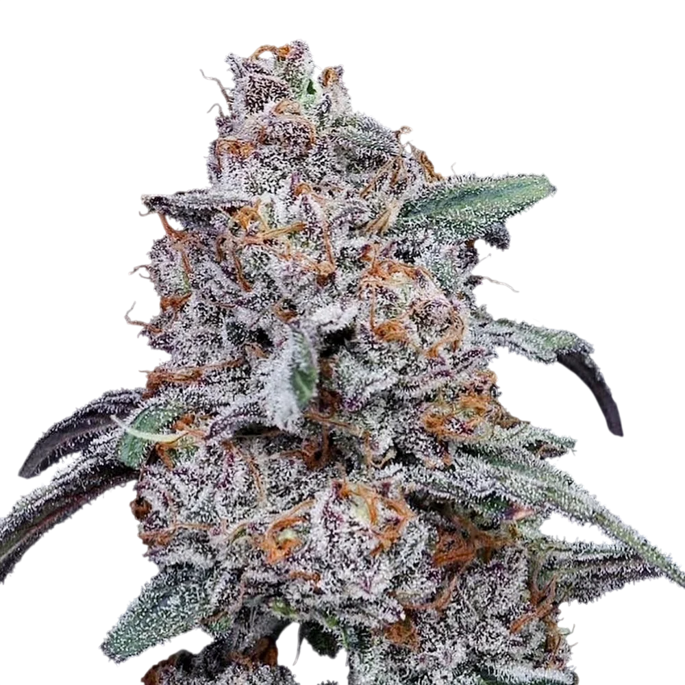 Purple People Eater Auto – Produktansicht