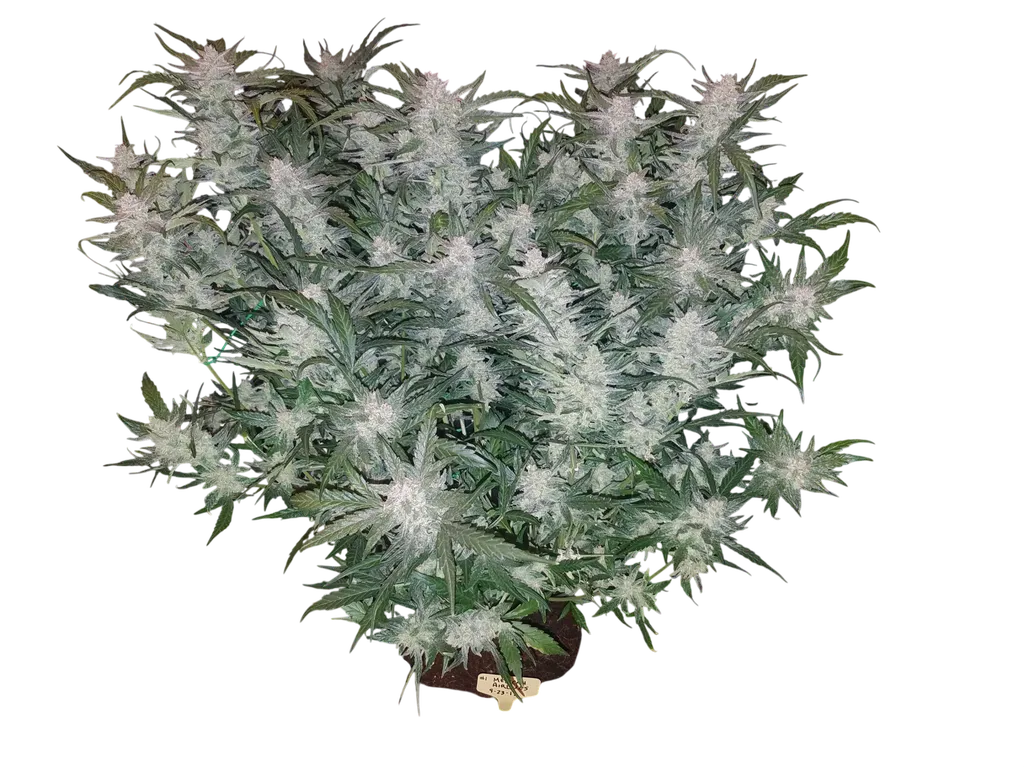 Mexican Airlines Auto | AUTOFEM | Fast Buds
