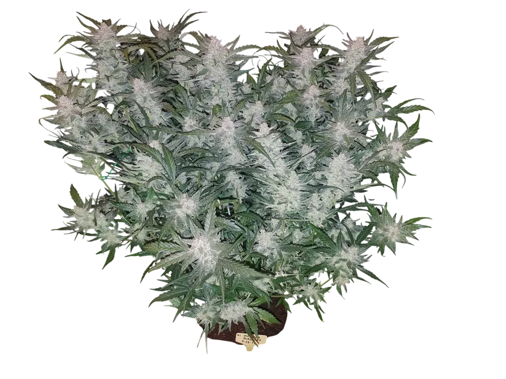 Mexican Airlines Auto | AUTOFEM | Fast Buds