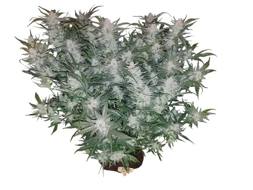 Mexican Airlines Auto | AUTOFEM | Fast Buds