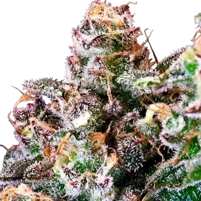 Purple Punch | PHOTOFEM | Atlas Seed
