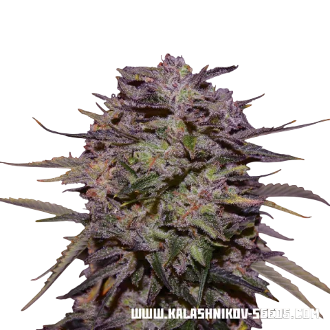 Purple Russian Express | PHOTOFEM | Kalashnikov Seeds