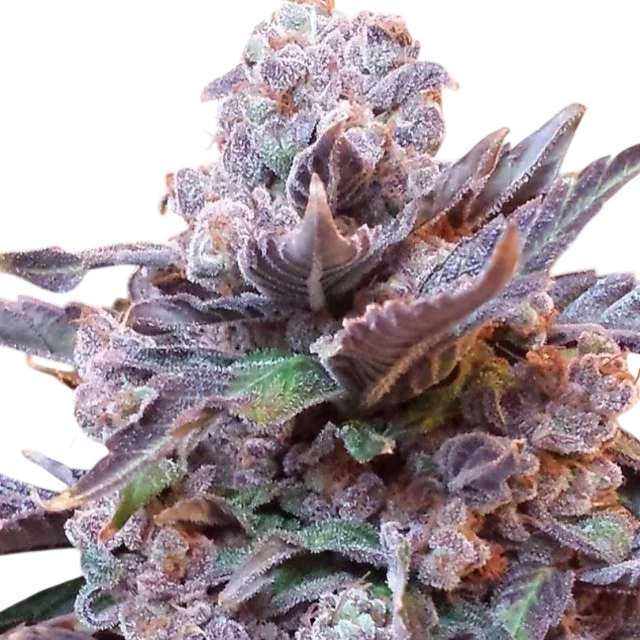 Purple Strawberry Bliss | PHOTOFEM | Pheno Finder Seeds