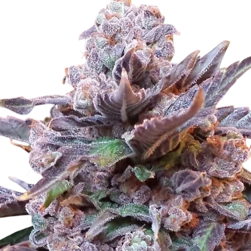 Purple Strawberry Bliss