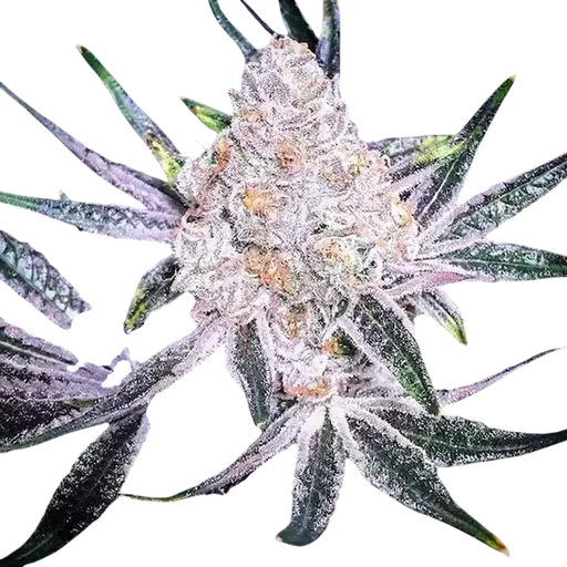 Purple Sunset RBX2 | PHOTOFEM | Ethos Genetics