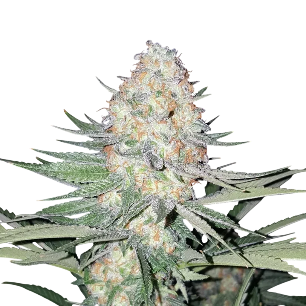 Purple Valley OG | PHOTOREG | Grand Daddy Genetics