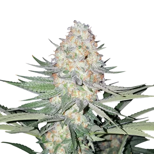 Purple Valley OG