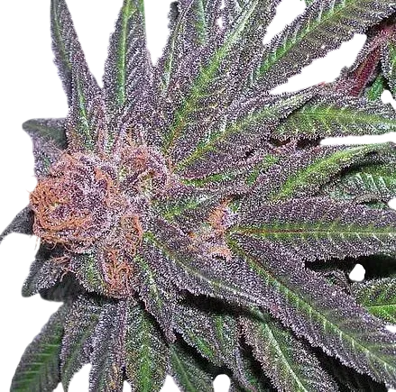 Purple Wreck