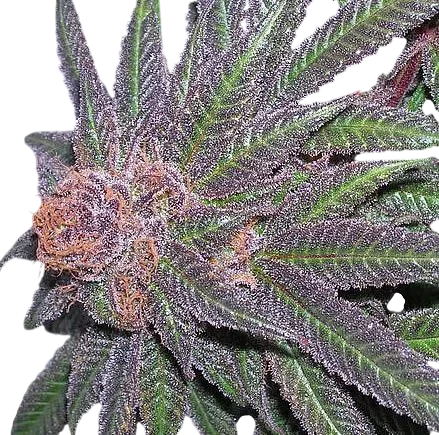 Purple Wreck