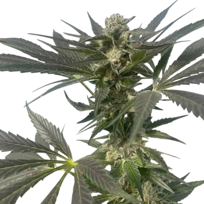 Queen Bee | PHOTOFEM | Trilogene Seeds