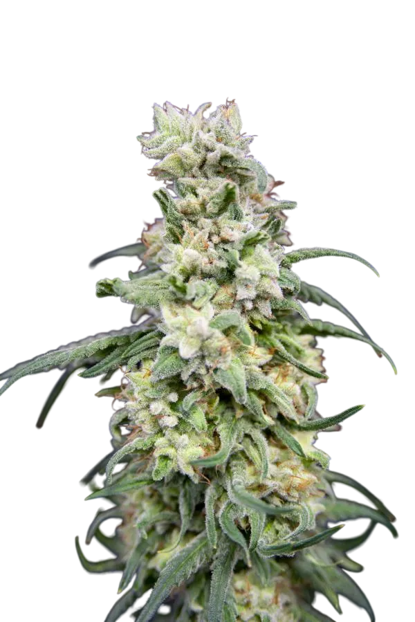 Rainbow Barb | PHOTOFEM | House of the Great Gardener