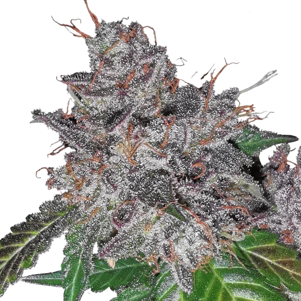 Rainbow Cake | PHOTOFEM | Pheno Finder Seeds