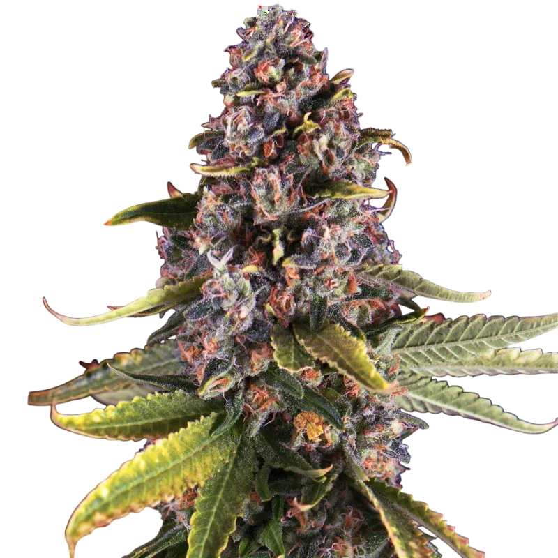 Raspberry Cough | PHOTOFEM | Nirvana Seeds