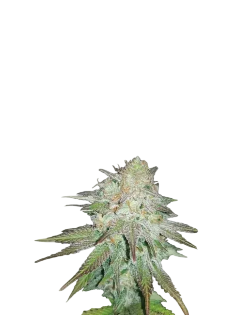 Raspberry Cough Auto | AUTOFEM | Nirvana Seeds