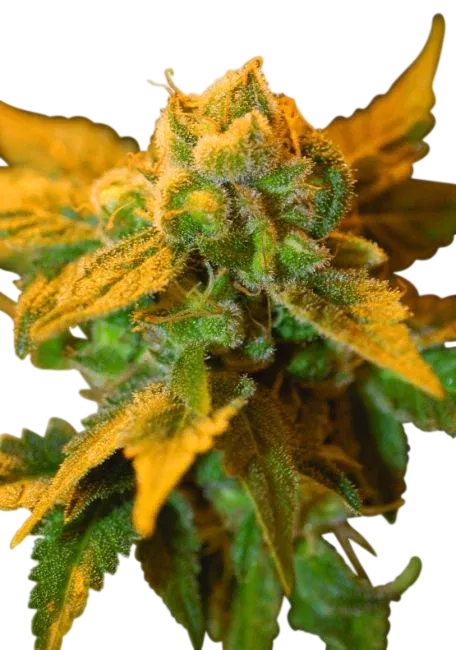 Raspberry Cough | PHOTOREG | Nirvana Seeds