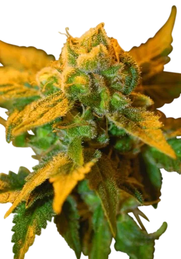 Raspberry Cough