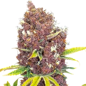 Raspberry Ripple | PHOTOFEM | Mosca Seeds