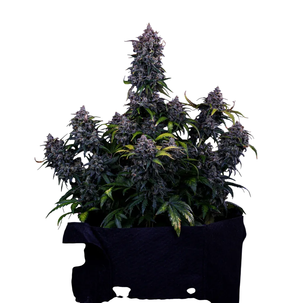 Ravenberry Auto | AUTOFEM | Mephisto Genetics