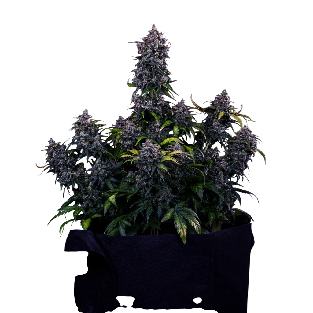 Ravenberry Auto | AUTOFEM | Mephisto Genetics