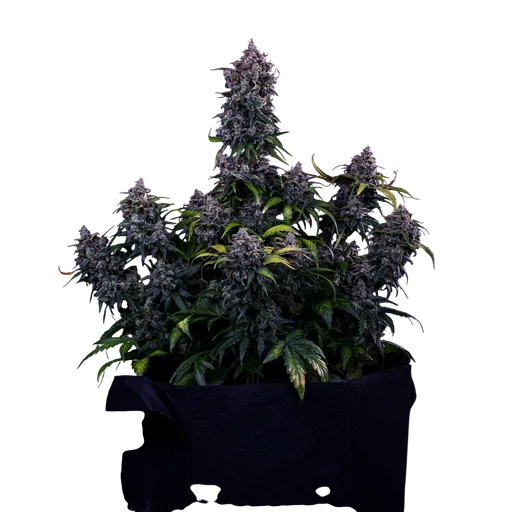 Ravenberry Auto | AUTOFEM | Mephisto Genetics