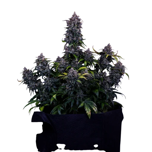 Ravenberry Auto