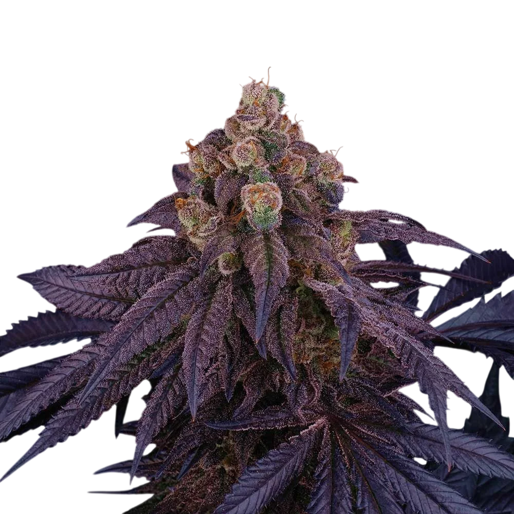 Red Red Wine | PHOTOFEM | Perfect Tree Seeds