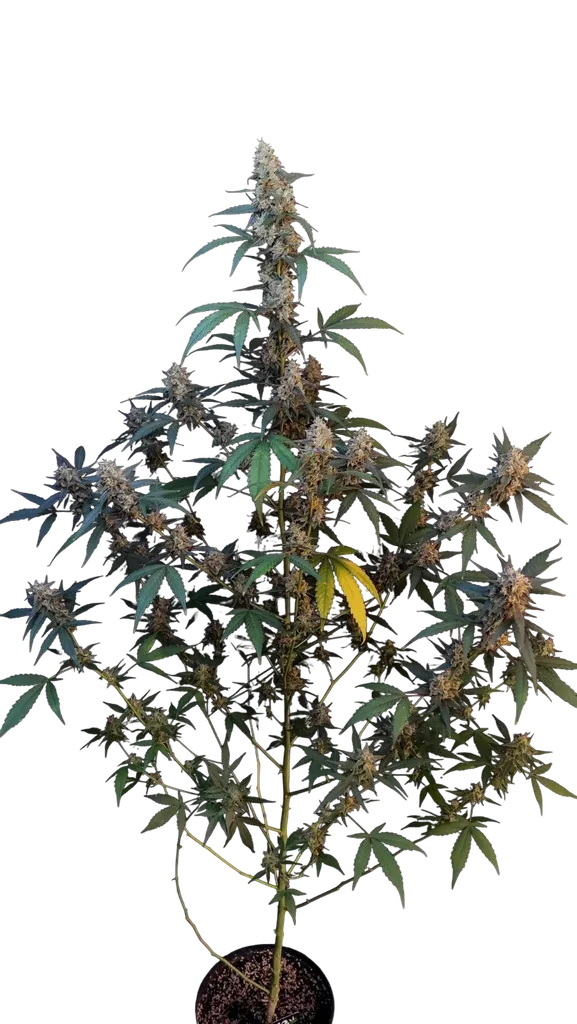 Original BubbleGum Auto | AUTOFEM | Fast Buds
