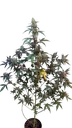 Original BubbleGum Auto | AUTOFEM | Fast Buds
