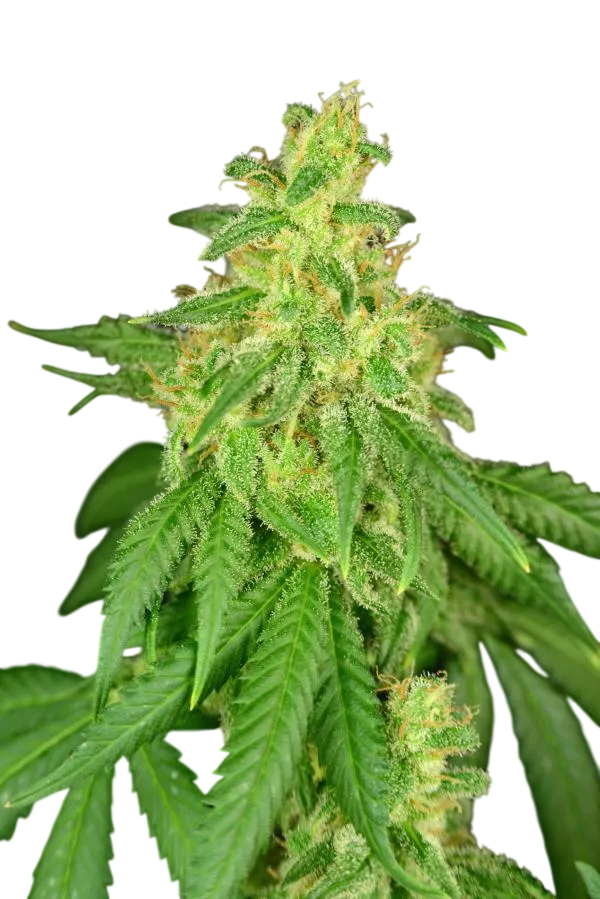 Rene CBD | PHOTOFEM | House of the Great Gardener