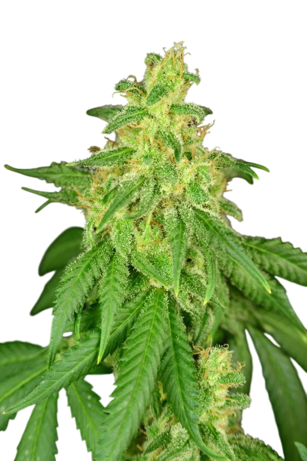 Rene CBD | PHOTOFEM | House of the Great Gardener