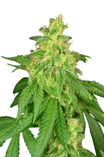 Rene CBD