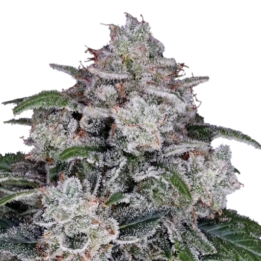 Return of the Mac Auto | AUTOFEM | DNA Genetics