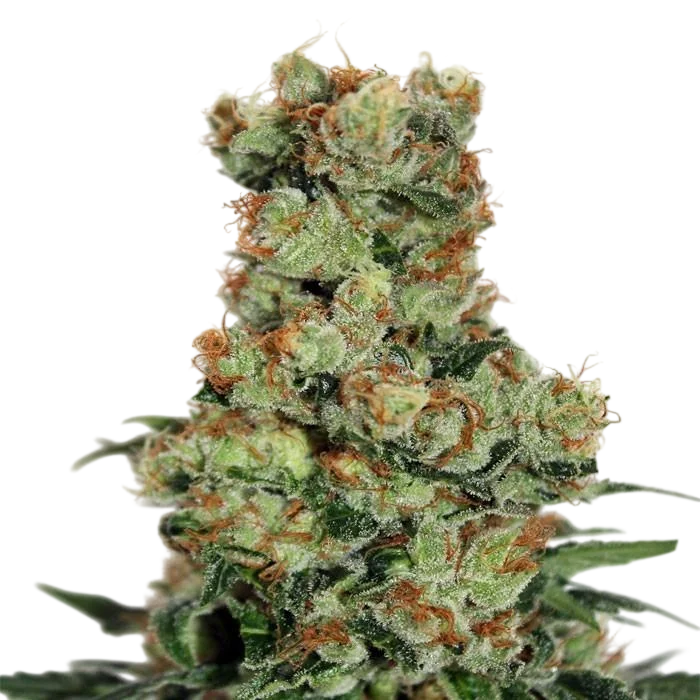 Ripper Badazz | PHOTOREG | Ripper Seeds
