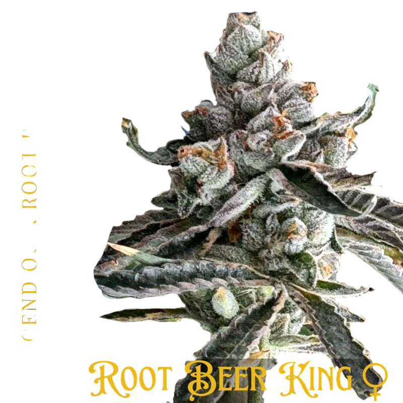Root Beer King | PHOTOFEM | Mosca Seeds