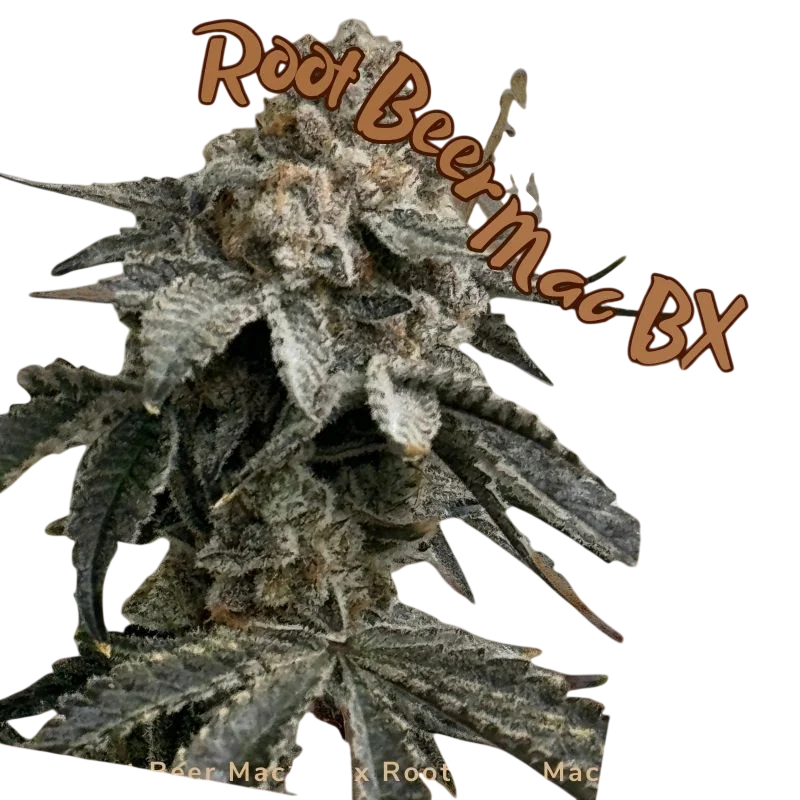 Root Beer Mac BX | PHOTOFEM | Mosca Seeds