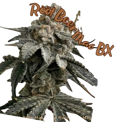 Root Beer Mac BX