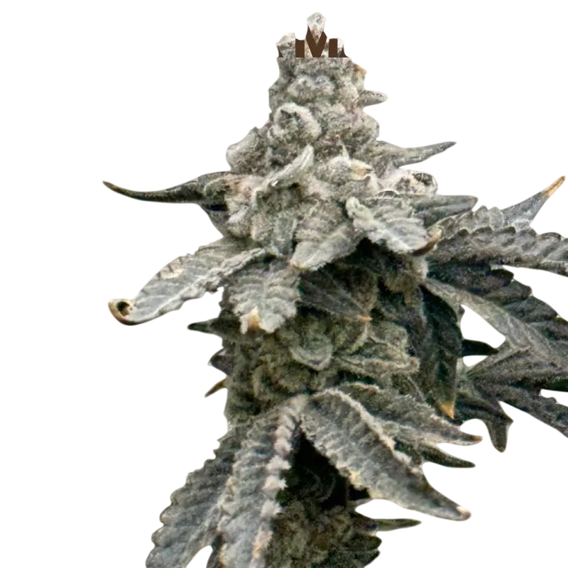 Root Beer Mac S1 | PHOTOFEM | Mosca Seeds