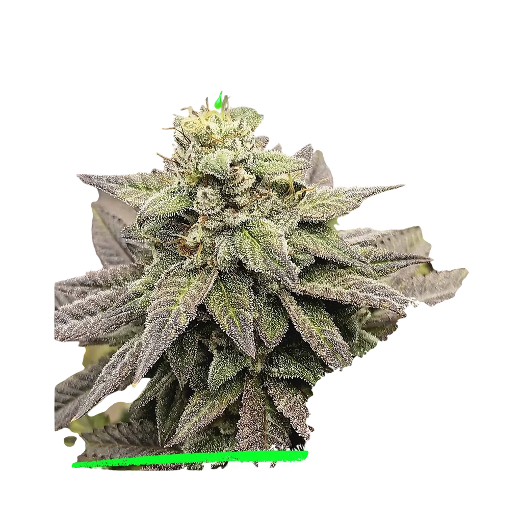 Rope Burn | PHOTOFEM | Elev8 Seeds