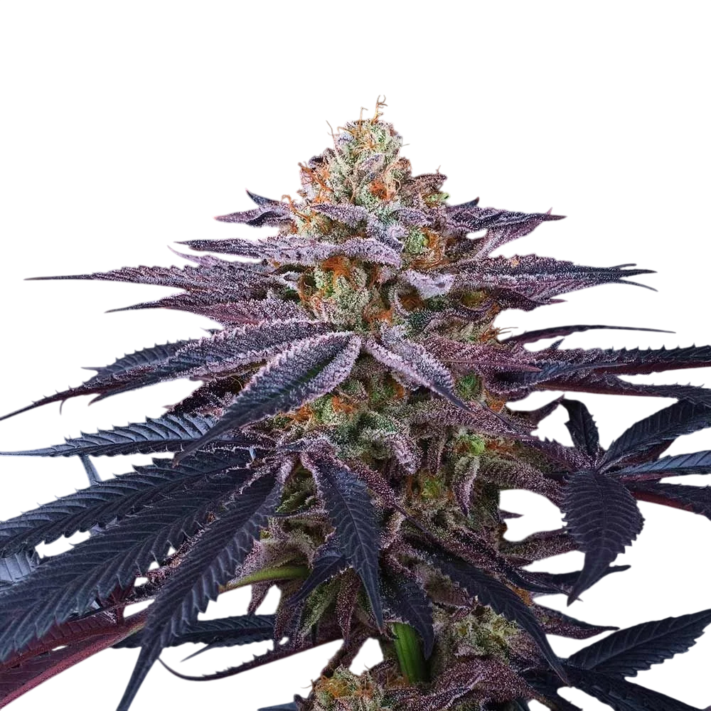Rotten Apple | PHOTOFEM | Perfect Tree Seeds