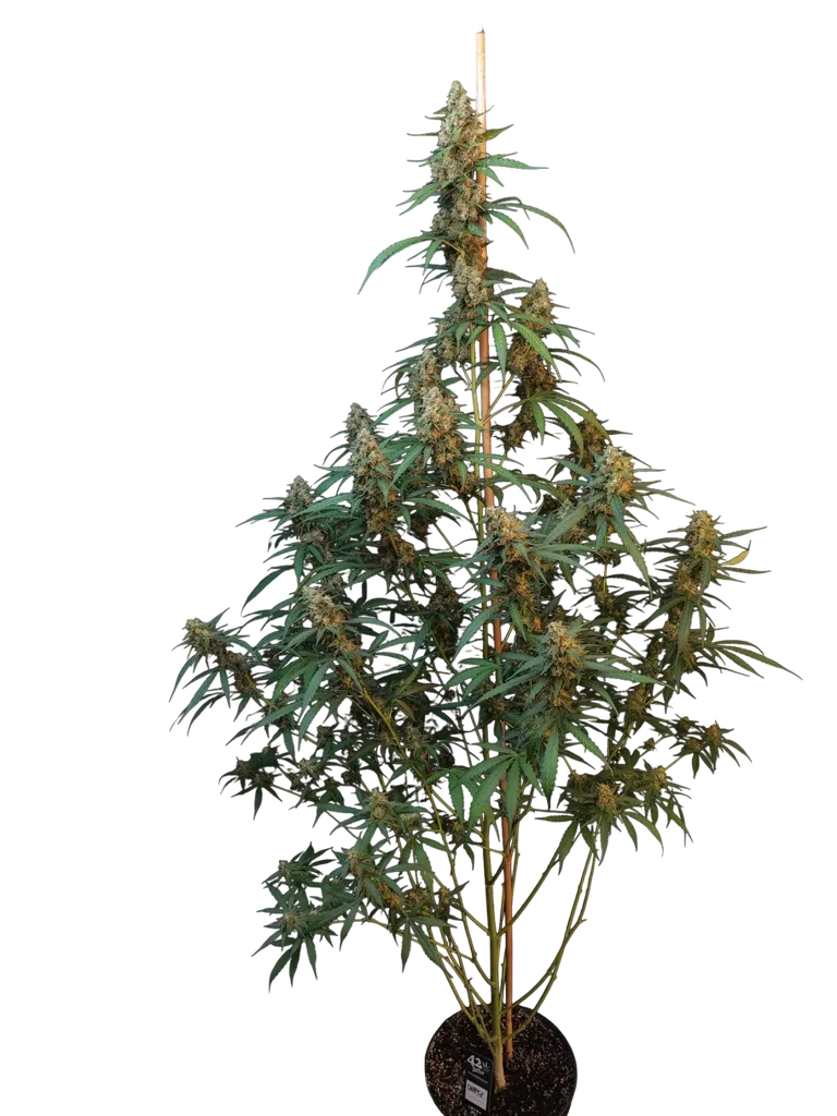 Original Cheese Auto | AUTOFEM | Fast Buds