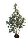 Original Cheese Auto | AUTOFEM | Fast Buds