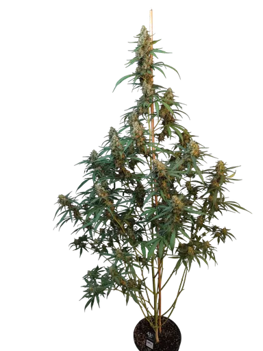 Original Cheese Auto | AUTOFEM | Fast Buds