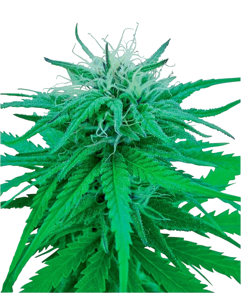 Ruderalis Indica | PHOTOREG | Sensi Seeds
