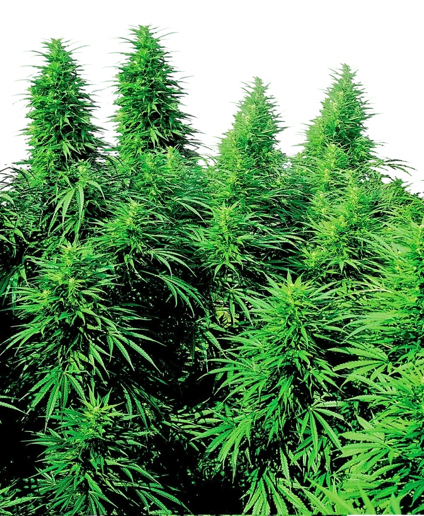 Ruderalis Skunk | PHOTOREG | Sensi Seeds